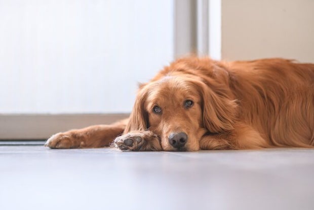 窓辺の床に伏せる犬