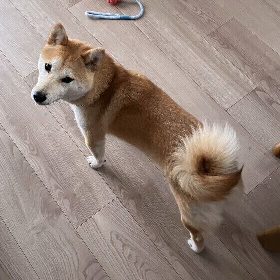柴　しっぽ