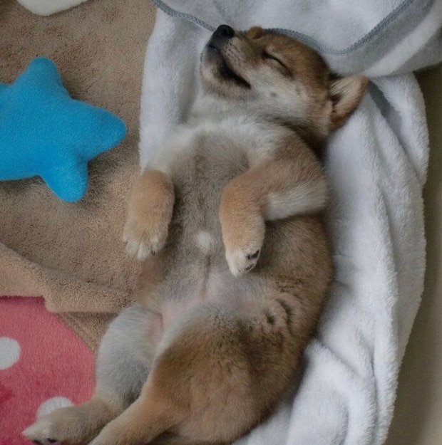 生後2カ月ごろのペルちゃん