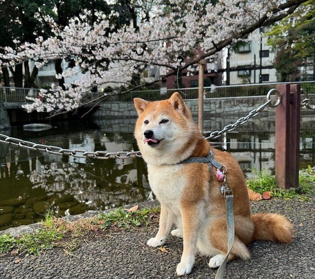 散歩をするペルちゃん