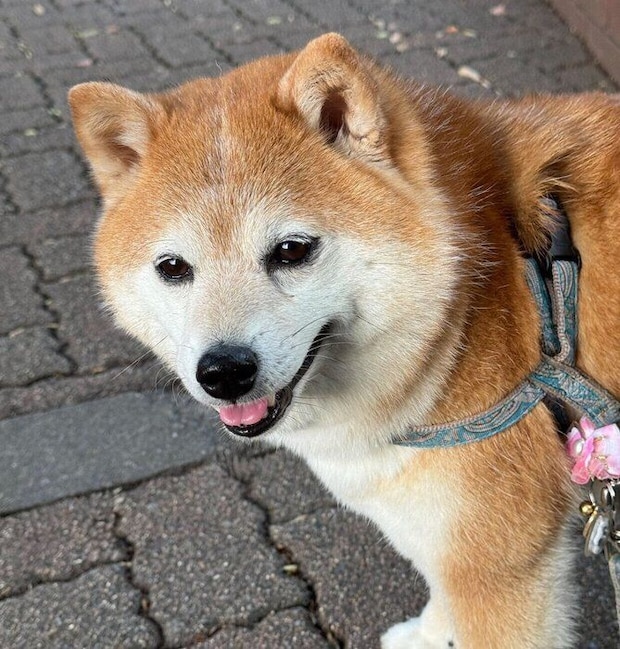 笑顔が可愛いペルちゃん
