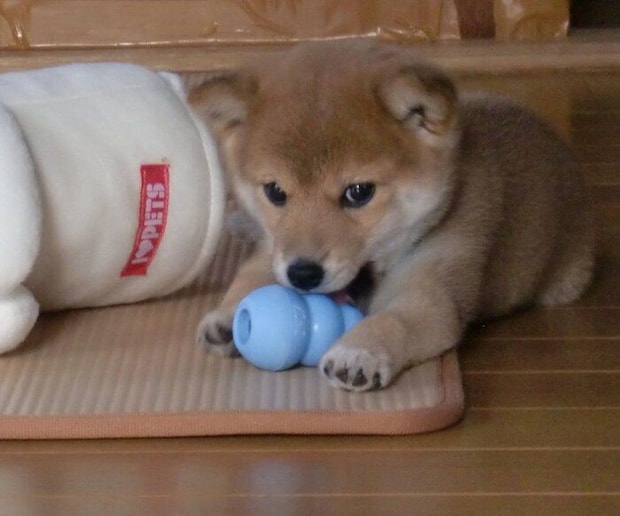 おもちゃで遊ぶペルちゃん