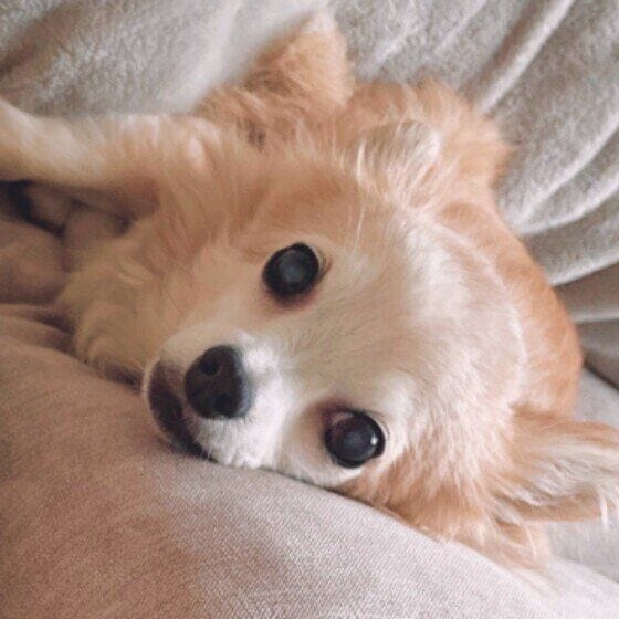 しぇる(チコ) ♪  チワワ　パピーみたいな老犬チコ