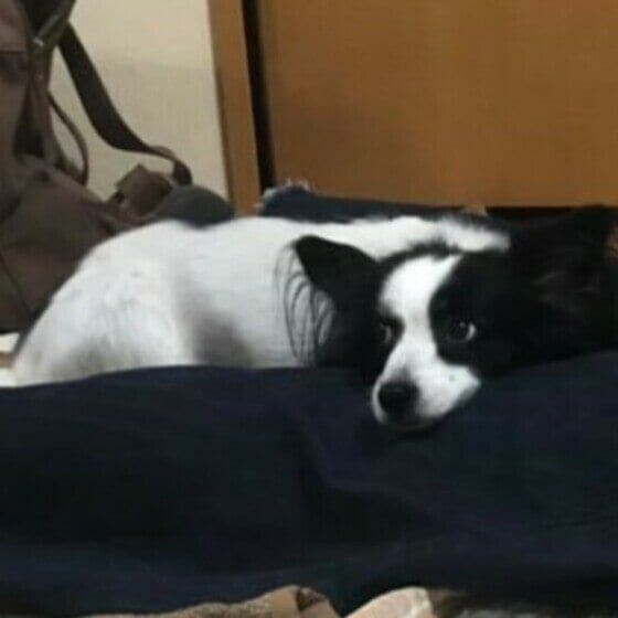 ちこ  パピヨン　くっつき虫です