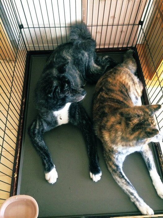 一緒に「ハウス」する愛犬たち　視線の先には「ママ」がいるのだとか