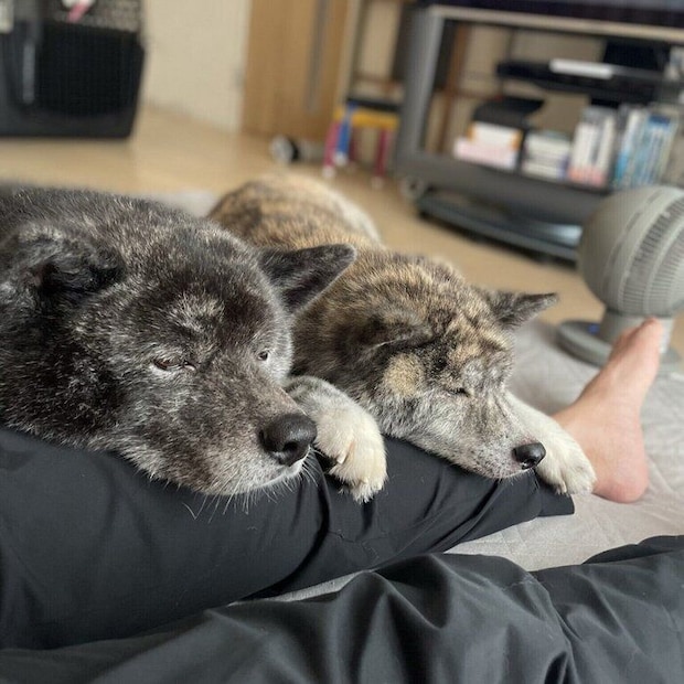 飼い主さんの足に“あごのせ”する愛犬たち　「幸せな重み」と飼い主さんが