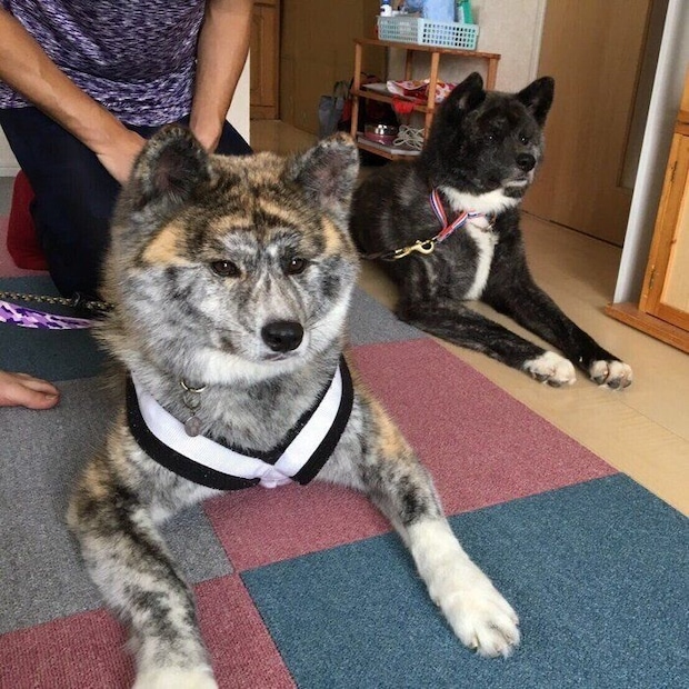 お迎え当時推定3才だった蓮人くん（写真右）　このときの蓮人くんは「ガリガリにやせていた」のだとか