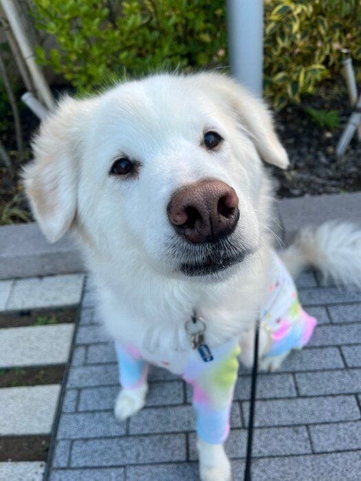 愛らしい表情で見つめる藍ちゃん