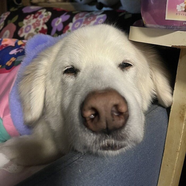 まったりとした様子の藍ちゃん
