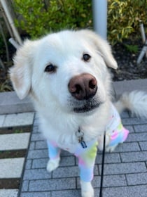 「物おじしない性格だった」子犬の頃に迎えた保護犬は13才に　おっとり穏やかに暮らす日々