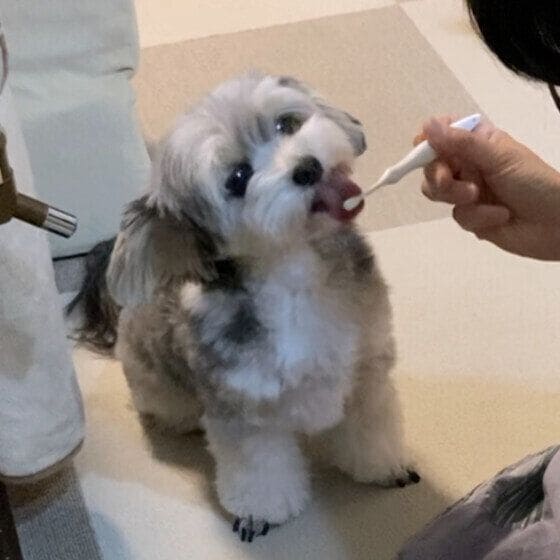 歯磨き練習中のワンちゃん