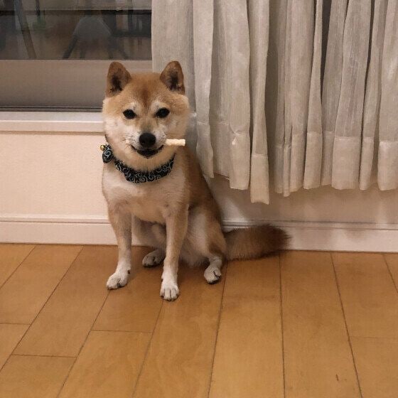 歯磨きガムをくわえている柴犬