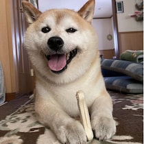 犬の歯磨きを習慣にするとどんなメリットがある？　続けるコツと上手な歯磨き方法を解説