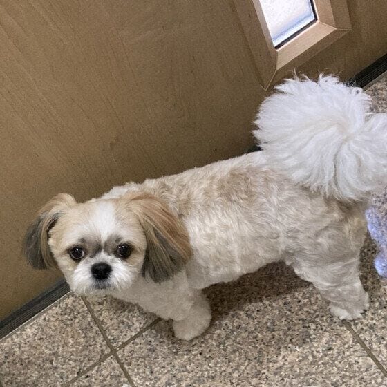 コタロウ Mix(雑種)小型犬 お引越しして落ち着かない