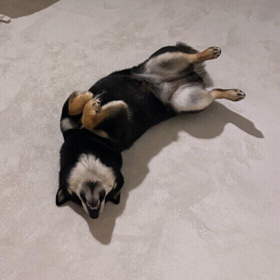 福 柴 お散歩から