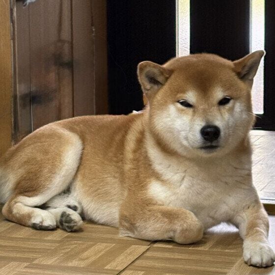 柴 早く散歩行こうよー