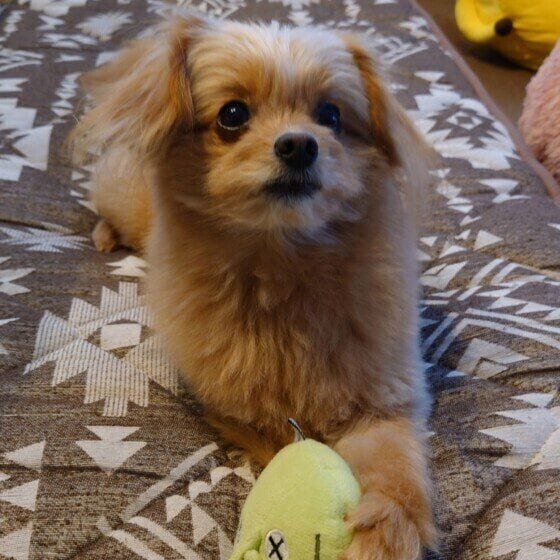 もも Mix(雑種)小型犬 いつも元気