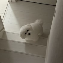 先に寝ようとする飼い主を見つめるビション子犬が話題！　元気いっぱいのふだんの様子にも癒やされる