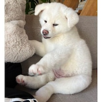 「ぬいぐるみのように座って遊んでいた」秋田犬の子犬→2才になり、「すべてが成長」と感じる毎日