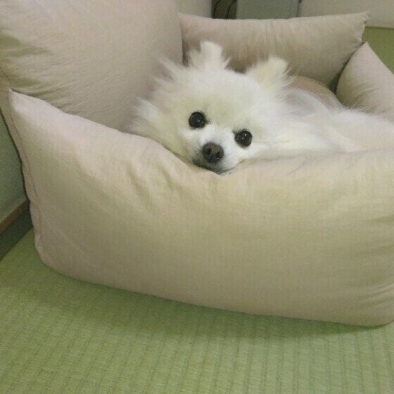 お気に入りの場所でくつろぐワンちゃん