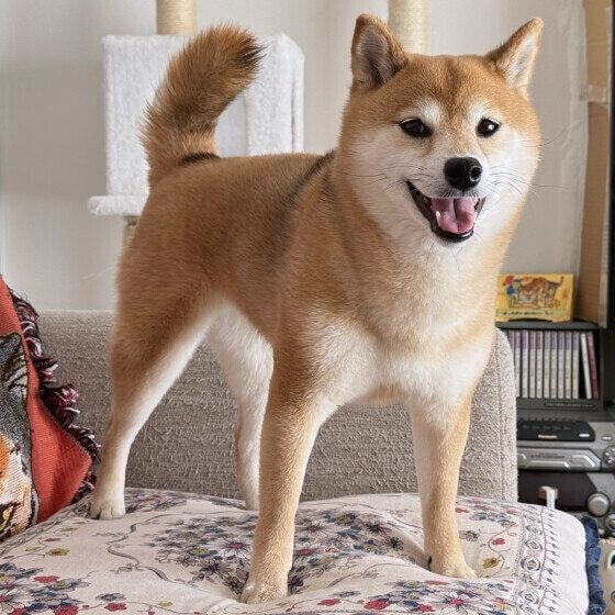 ニコニコ顔の芝犬