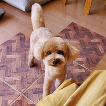 犬が不安をため込む生活環境・習慣は？ 愛犬が安心して過ごすためにできること