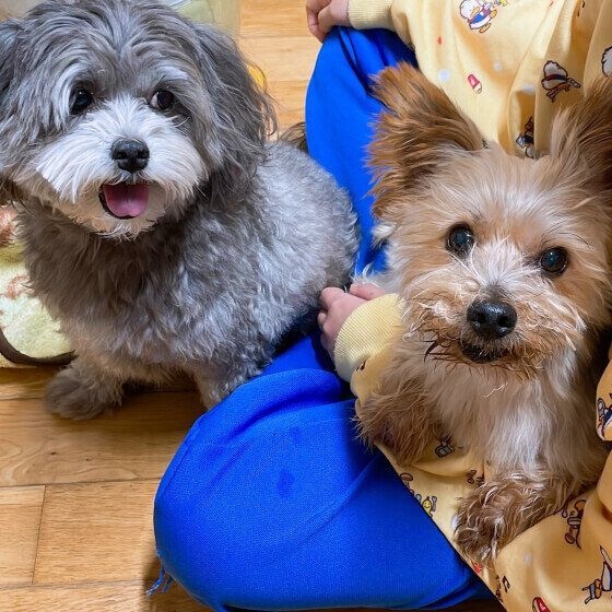 Ｍｉｘ（雑種）小型犬　甘える