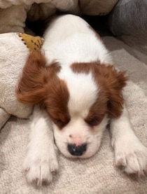 お迎え初日からくつろいでいた生後3カ月のキャバリア子犬→約10カ月後、天真爛漫で周りを虜にするコに成長！