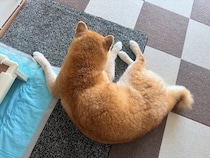柴犬マロたん15歳、またひとつランクアップ！変わっていく毎日を受け入れながら