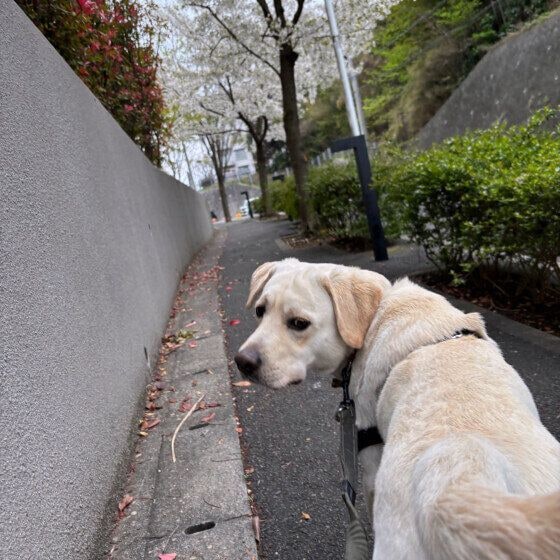 お散歩中に振り向くラブラドール・レトリーバー