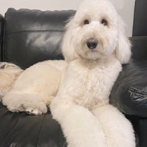 犬があまり動かないのは運動不足のサイン？ 犬の運動不足解消のためにできる工夫と注意点