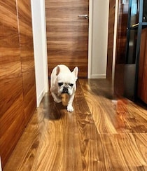 飼い主さんの「おいで！」で飛んでくる犬、心理は？　行動の理由を獣医師が解説