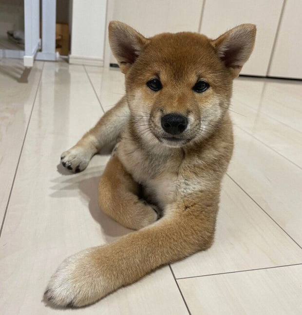 お迎え初日に撮影した、生後3カ月のスズちゃん