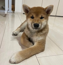 お迎え当時から人懐っこさ全開だった柴犬の子犬→1才の今も“ヒコーキ耳”でお出迎えする姿にほっこり