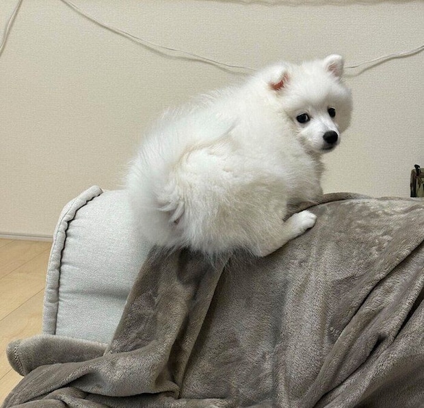 ソファの縁に乗る白兎くん