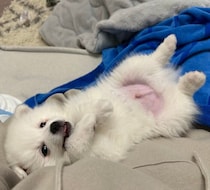垂れ耳で“白熊”のようだった日本スピッツの子犬　生後5カ月の現在、立ち耳でシュッとした姿に！