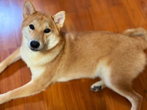 かわいらしくこちらを見つめる柴犬