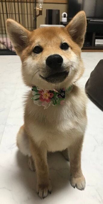 生後4カ月の柴犬