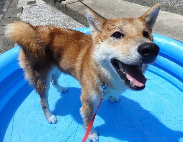 プールで遊ぶ柴犬