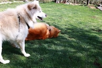 プライベートドッグラン作りの道のり【穴澤賢の犬のはなし】