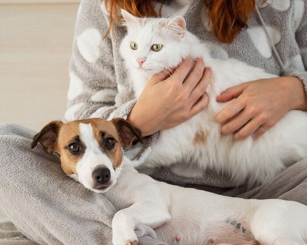ジャック・ラッセル・テリアと白い猫