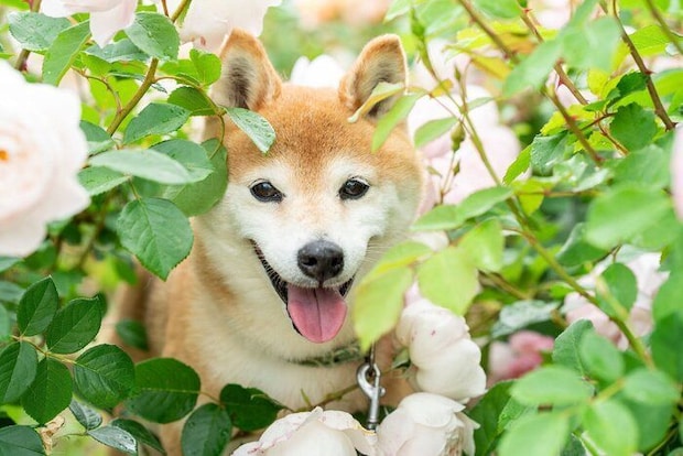柴犬