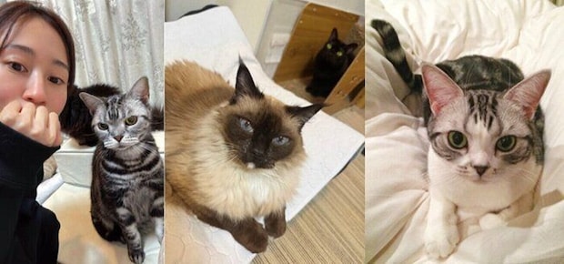 前田さんの愛猫たち