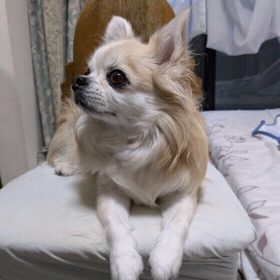 チワワ 負ける飼い主