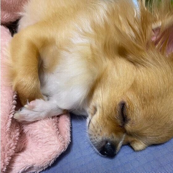 チワワ かわいい寝顔