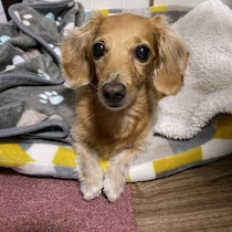 犬になつかれやすい人の特徴は？　人によって反応が違う理由を解説