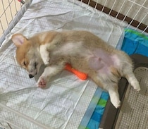 お迎え初日にトイレの上で“ヘソ天”寝をしたコーギーの子犬→6才の今は、人懐っこさ全開のコに成長！