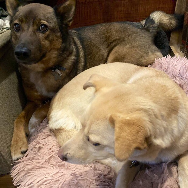 “もの言いたげな表情”で飼い主さんを見つめるしいくん(写真奥)