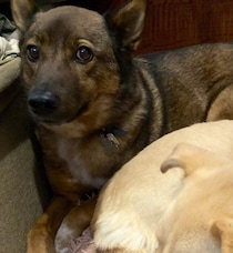 “妹犬”にはいつも負けてしまう！？「もの言いたげな表情」で飼い主を見つめる元保護犬がかわいすぎた！