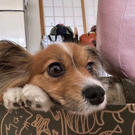 パピヨン あご乗せ